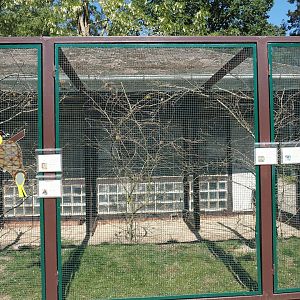 Fischer's lovebird and African songbird aviary, 2024-05-23