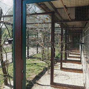 Fischer's lovebird and African songbird aviary, 2024-05-23