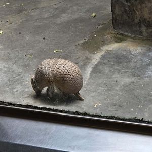 Southern Three Banded Armadillo
