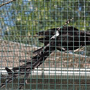 Magpie shrike (Urolestes melanoleucus), 2024-05-23