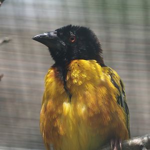 Village weaver (Ploceus cucullatus), 2024-05-23