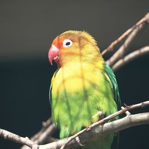 Fischer's lovebird (Agapornis fischeri), 2024-05-24