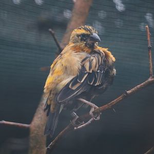 Fire-crowned bishop (Euplectes hordeaceus), 2024-05-22