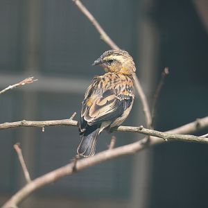 Fire-crowned bishop (Euplectes hordeaceus), 2024-05-23