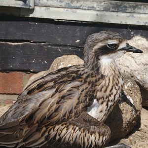 Bush stone-curlew (Burhinus grallarius), 2024-05-23