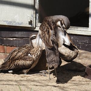 Bush stone-curlew (Burhinus grallarius), 2024-05-23