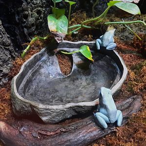 Golden Poison Dart Frog