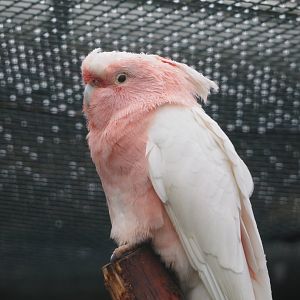 Major Mitchell's cockatoo (Lophochroa leadbeateri), 2024-05-22