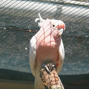 Major Mitchell's cockatoo (Lophochroa leadbeateri), 2024-05-23