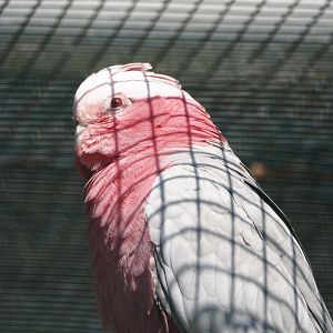 Galah (Eolophus roseicapilla), 2024-05-23