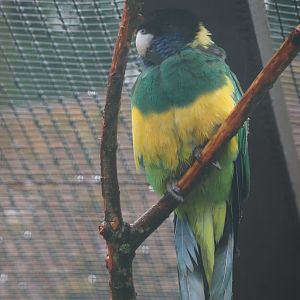 Port Lincoln ringneck (Barnardius zonarius zonarius), 2024-05-22