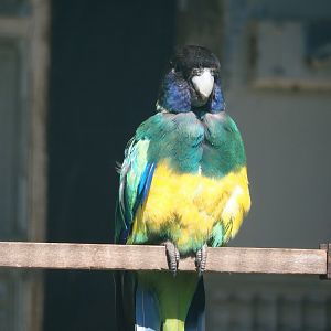 Port Lincoln ringneck (Barnardius zonarius zonarius), 2024-05-23
