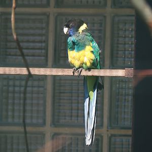 Port Lincoln ringneck (Barnardius zonarius zonarius), 2024-05-23