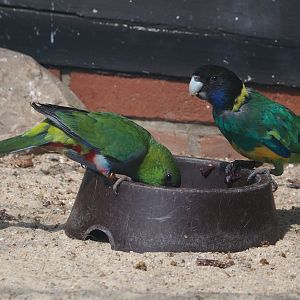 Mulga parrot (Psephotellus varius) and Port Lincoln ringneck (Barnardius zonarius zonarius), 2024-05-24