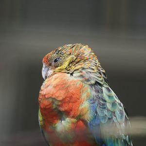 Western rosella (Platycercus icterotis), 2024-05-23