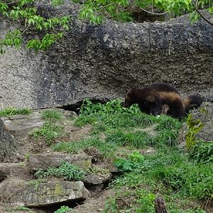 European wolverine (Gulo gulo gulo)