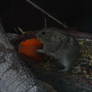 Steppe lemming (Lagurus lagurus)