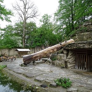 Alpine ibex enclosure