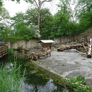 Alpine ibex enclosure