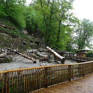 Alpine ibex enclosure
