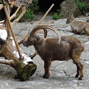Alpine ibex (Capra ibex)