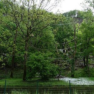 Lar gibbon enclosure