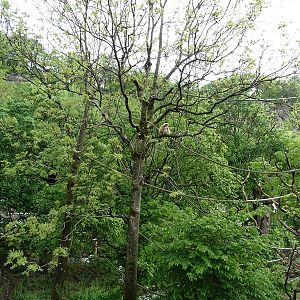 Lar gibbon enclosure