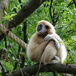 Lar gibbon (Hylobates lar)