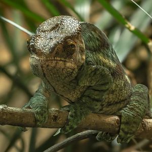 Parsons's chameleon : Chester Zoo : 24 Jun 2024