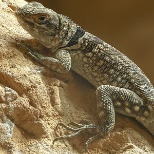Madagascan collared iguana : Chester Zoo : 24 Jun 2024