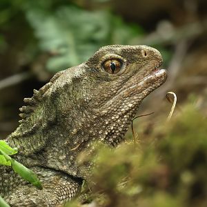 Tuatara : Chester Zoo : 24 Jun 2024
