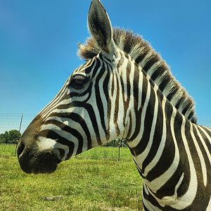Tupelo Buffalo Park - Zebra