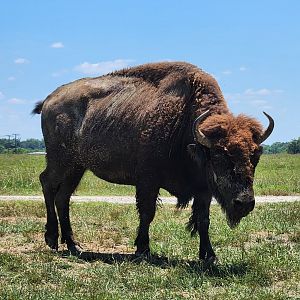 Tupelo Buffalo Park - Bison