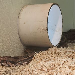 Tupelo Buffalo Park - Boa constrictor