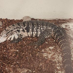 Tupelo Buffalo Park - Salvator merianae