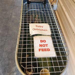 Tupelo Buffalo Park - Baby Ostrich exhibit