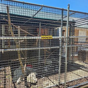 Tupelo Buffalo Park - Brazilian Porcupine enclosure