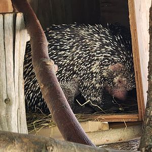 Tupelo Buffalo Park - Brazilian Porcupine