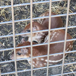 Tupelo Buffalo Park - Lowland Paca
