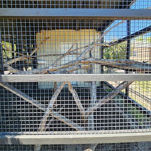 Tupelo Buffalo Park - Golden-handed Tamarin enclosure