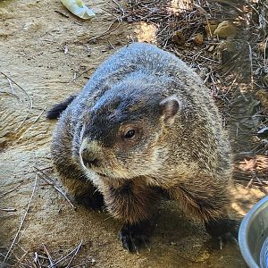 Tupelo Buffalo Park - Woodchuck