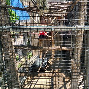 Tupelo Buffalo Park - Red Ruffed Lemur enclosure