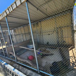 Tupelo Buffalo Park - Otter exhibit