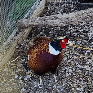 Tupelo Buffalo Park - Ringneck Pheasant