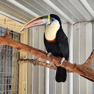 Tupelo Buffalo Park - White-throated Toucan