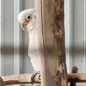 Tupelo Buffalo Park - Goffin's Corella