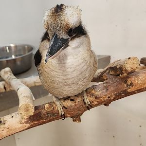 Tupelo Buffalo Park - Laughing Kookaburra