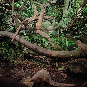 Singapore Natives Exhibit