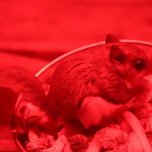 Southern Flying Squirrel - Maine Wildlife Park