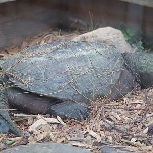 Common Snapping Turtle - Maine Wildlife Park